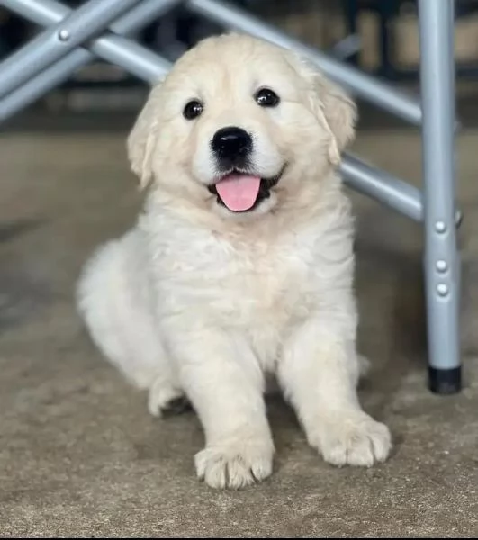 Cuccioli maschi di Golden Retriever