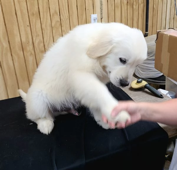 Cuccioli di Golden retriever 3 mesi