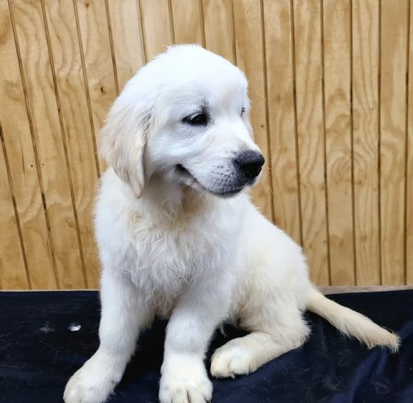 Cuccioli di Golden retriever 3 mesi | Foto 0