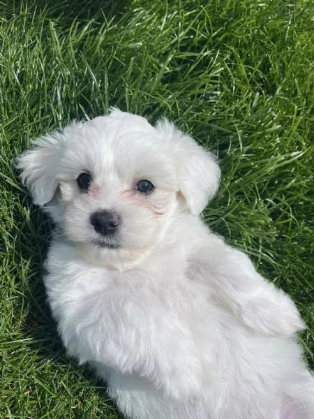 Cuccioli Maltesi maschio e femmina | Foto 0