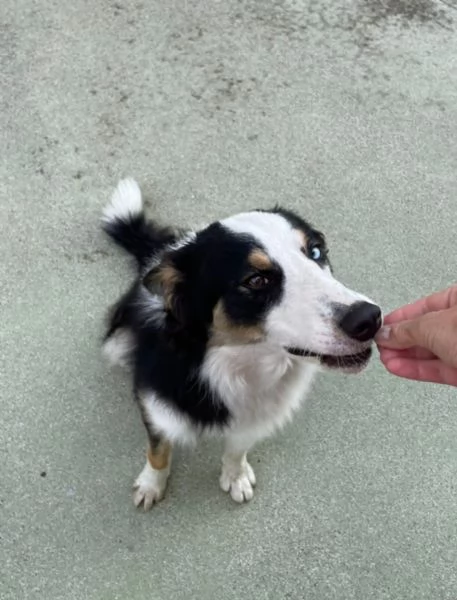 Regalo border collie | Foto 0