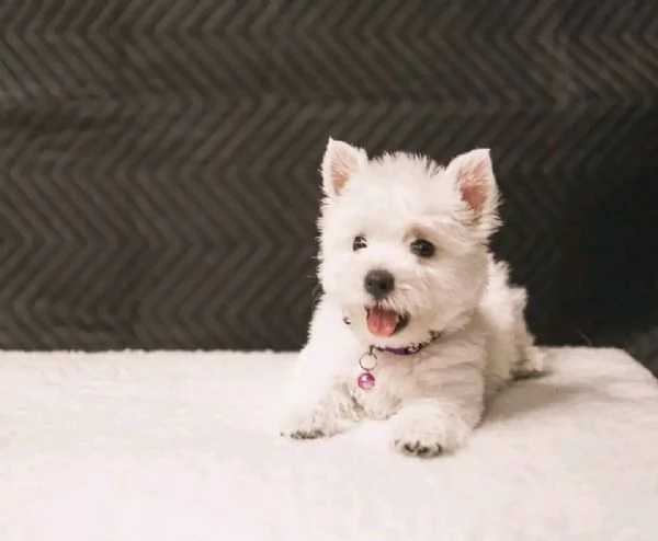 Due cuccioli di maltese Teacup hanno bisogno di una nuova famiglia