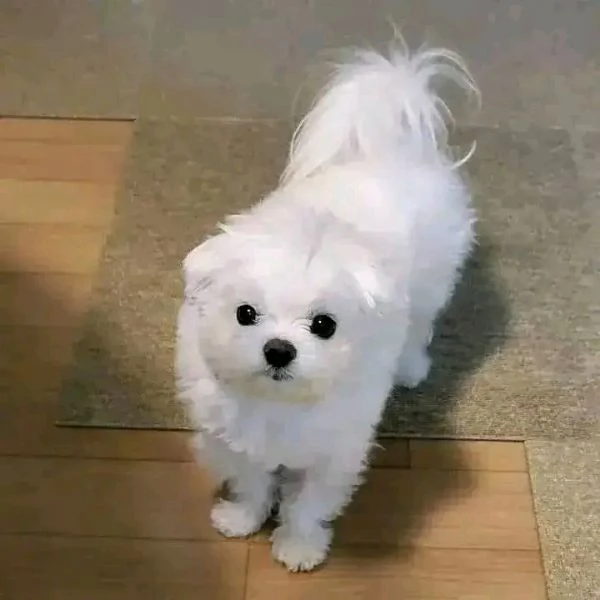 Cuccioli di maltese allevati in casa disponibili