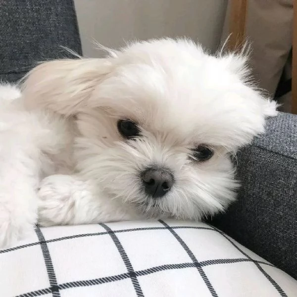 Bellissimi cuccioli di maltese bianchi disponibili