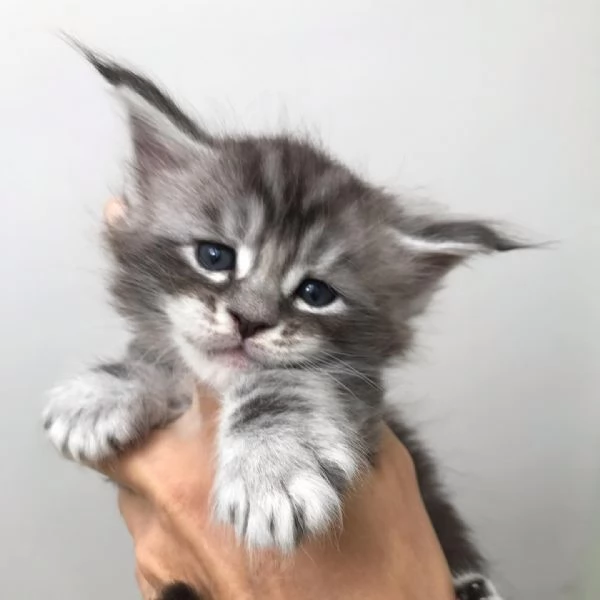 I gatti del Mainecoon sono in vendita