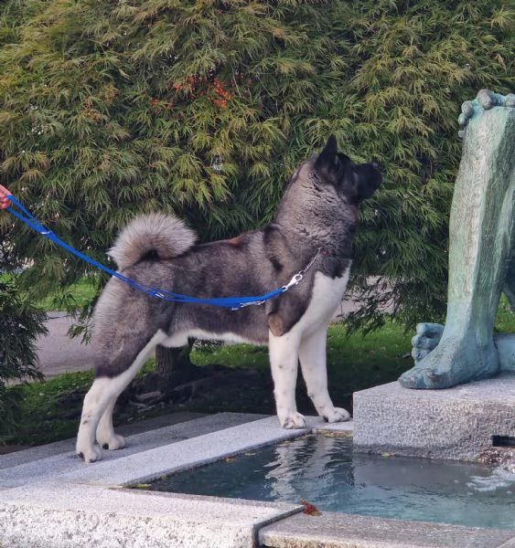 cuccioli di akita americano altissima genealogia