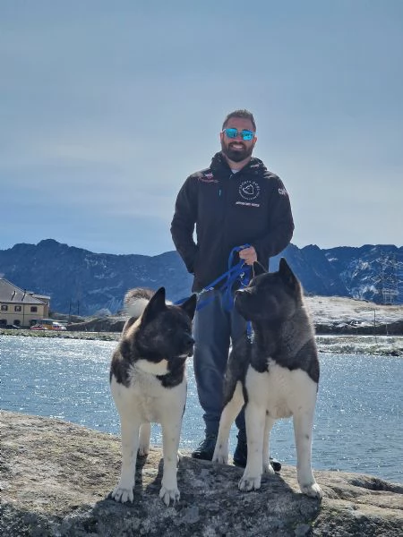 cuccioli di akita americano altissima genealogia | Foto 6