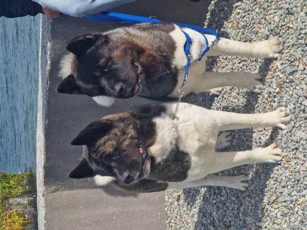 cuccioli di akita americano altissima genealogia | Foto 5