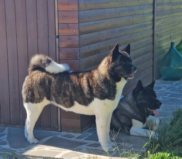 cuccioli di akita americano altissima genealogia | Foto 4