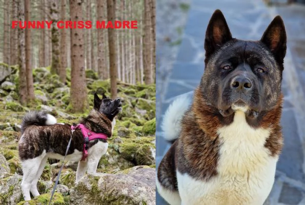 cuccioli di akita americano altissima genealogia | Foto 1