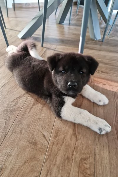 cuccioli di akita americano altissima genealogia | Foto 0