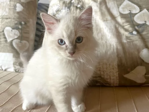 Cuccioli di Ragdoll 