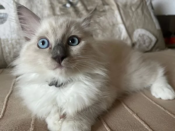 Cuccioli di Ragdoll  | Foto 0