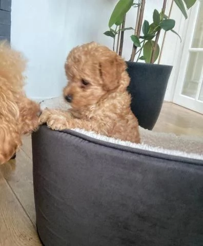 Regalo splendidi cuccioli di barboncino toy allevati in casa | Foto 0