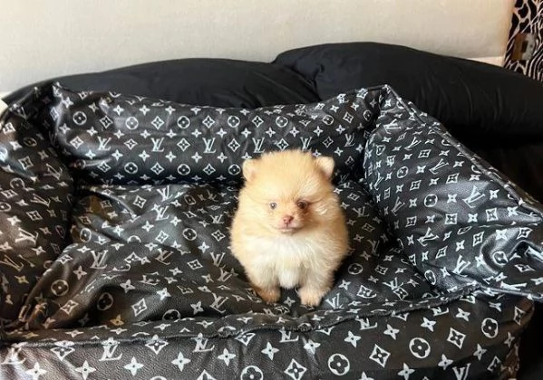 Regalo splendidi cuccioli di Volpino Pomerania allevati in casa | Foto 0