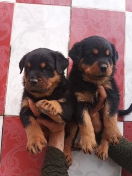 Regalo splendidi cuccioli di Rottweiler allevati in casa | Foto 0