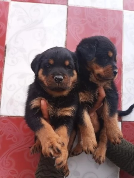 Regalo splendidi cuccioli di Rottweiler allevati in casa