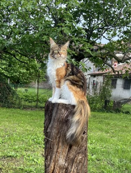 Cuccioli Maine coon | Foto 3