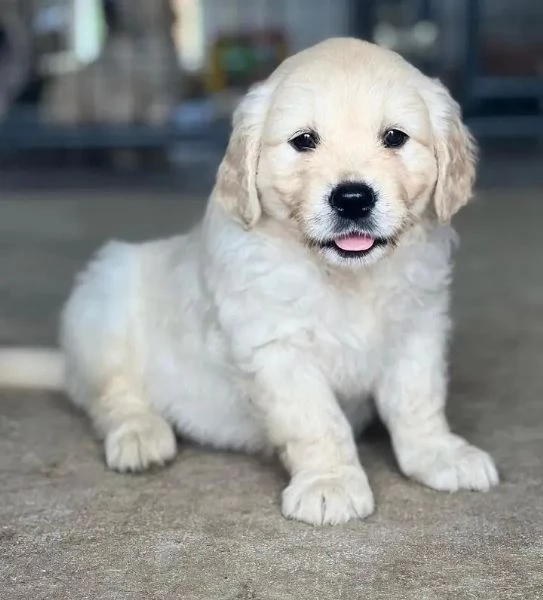 Cuccioli maschi di Golden Retriever | Foto 0