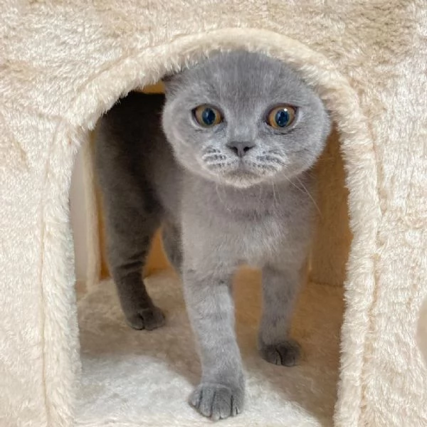 Bellissime cucciolate di british shorthair | Foto 0