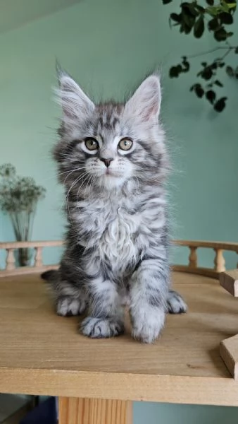 Disponibili Cuccioli di Maine coon | Foto 0