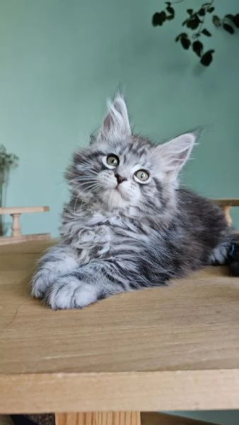 Cucciola di razza Maine Coon