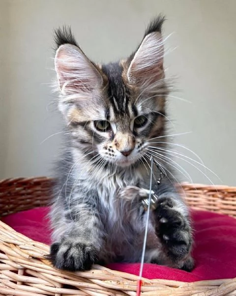 Cuccioli Maine Coon maschi e femmine