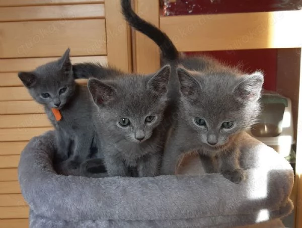 Bellissimi gattini blu di Russia disponibili