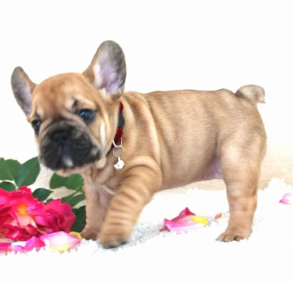 Cuccioli bulldog francese | Foto 0