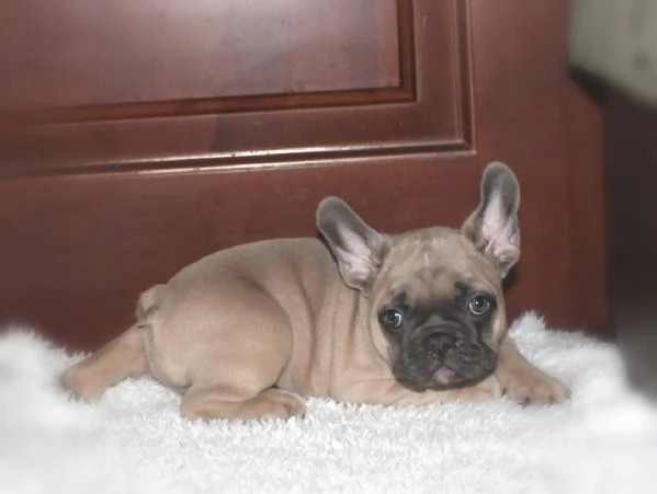 Cuccioli di bouledogue francese