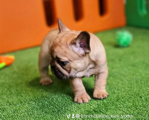 Cuccioli di bulldog francese | Foto 0