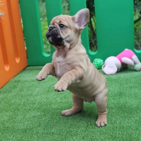 Cuccioli Bulldog francese | Foto 0