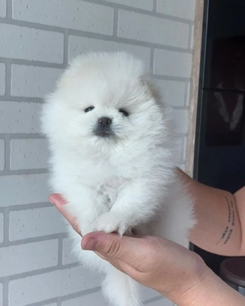 Bellissimi cuccioli di Pomerania