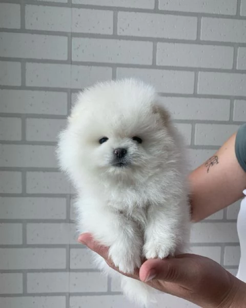 Bellissimi cuccioli di Pomerania | Foto 3