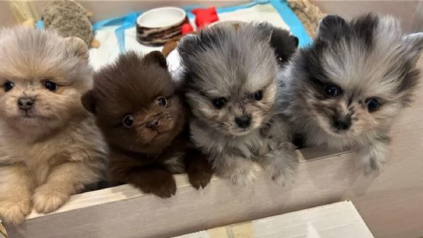 Cuccioli di Pomerania bianchi e tricolori