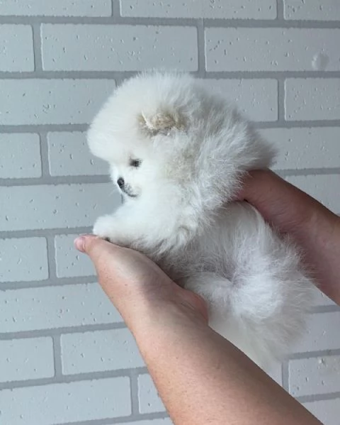 Bellissimi cuccioli di Pomerania | Foto 2