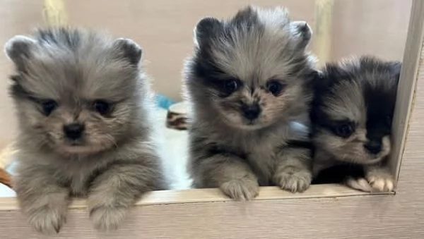 Cuccioli di Pomerania bianchi e tricolori | Foto 2