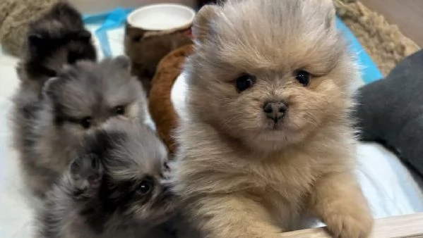 Cuccioli di Pomerania bianchi e tricolori | Foto 0