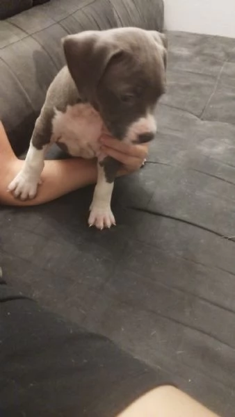 Si regalano cuccioli di amstaff | Foto 0