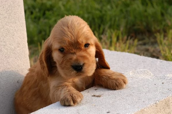 Cocker Spaniel maschietti | Foto 0