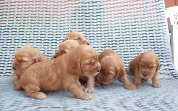 Cocker Spaniel maschietti