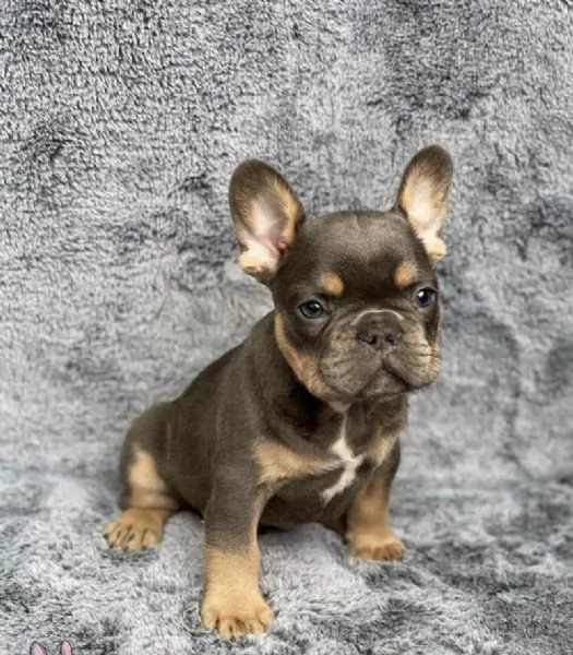 Bouledogue franese cuccioli | Foto 0