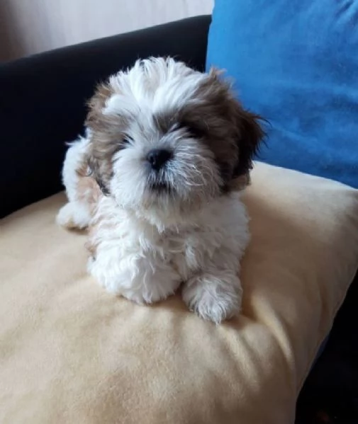 ShihTzu femminucce | Foto 1