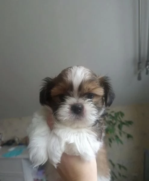 ShihTzu femminucce | Foto 0