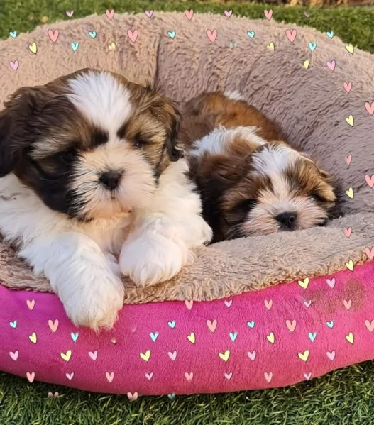 ShihTzu femminucce