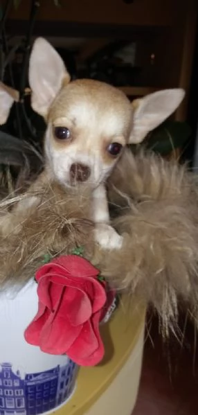 Chihuahua toy femminuccia | Foto 1