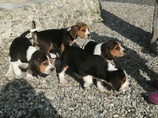 Beagle tricolore cuccioli | Foto 3