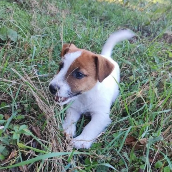 Jack Russell maschietti | Foto 1