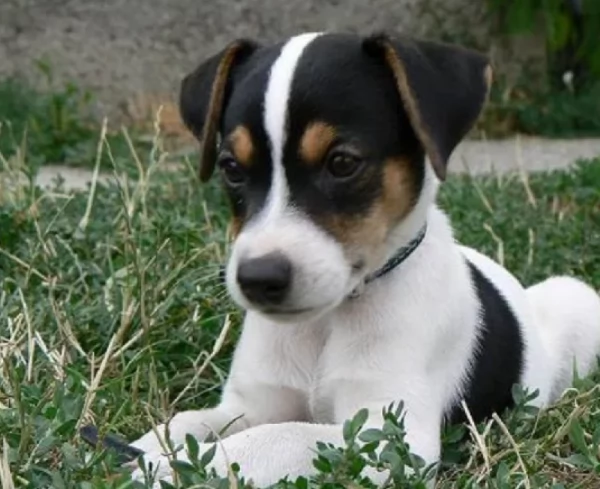 Jack Russell maschietti | Foto 0