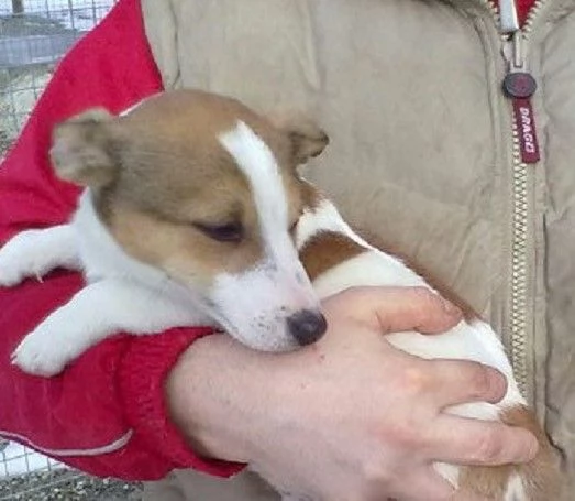 Jack Russell maschietti